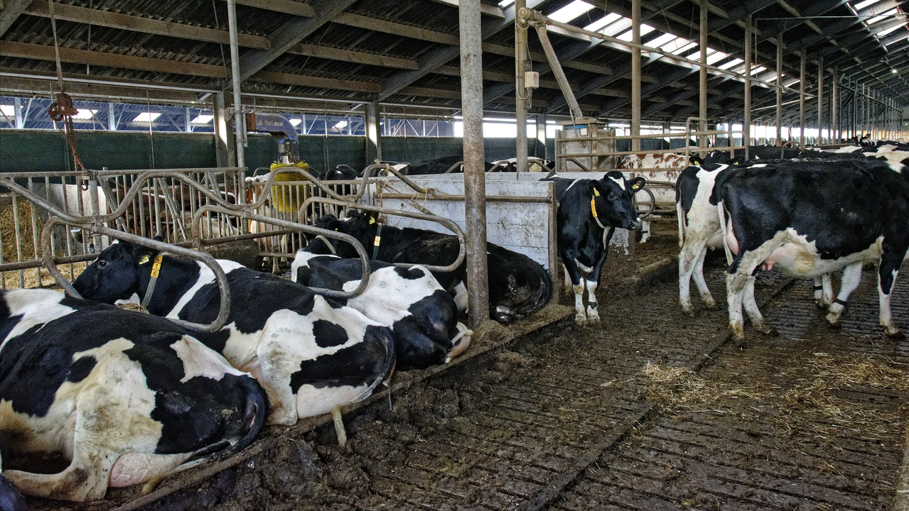 20151228 165628•Nieuw-Lekkerland•South Holland•Netherlands